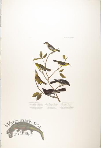 Little Tyrant Fly-Catcher